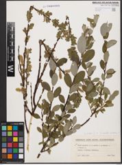 Foto von Salix aurita L. x Salix repens L.